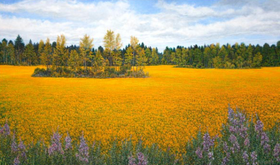 Champ de canola région du Saguenay - Marcel Mussely (2016-11-25) - Galerie Richelieu